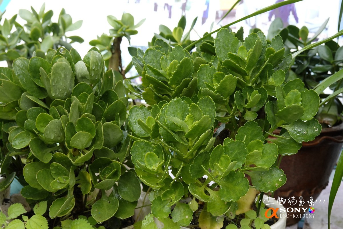 入手黑卡7试机片