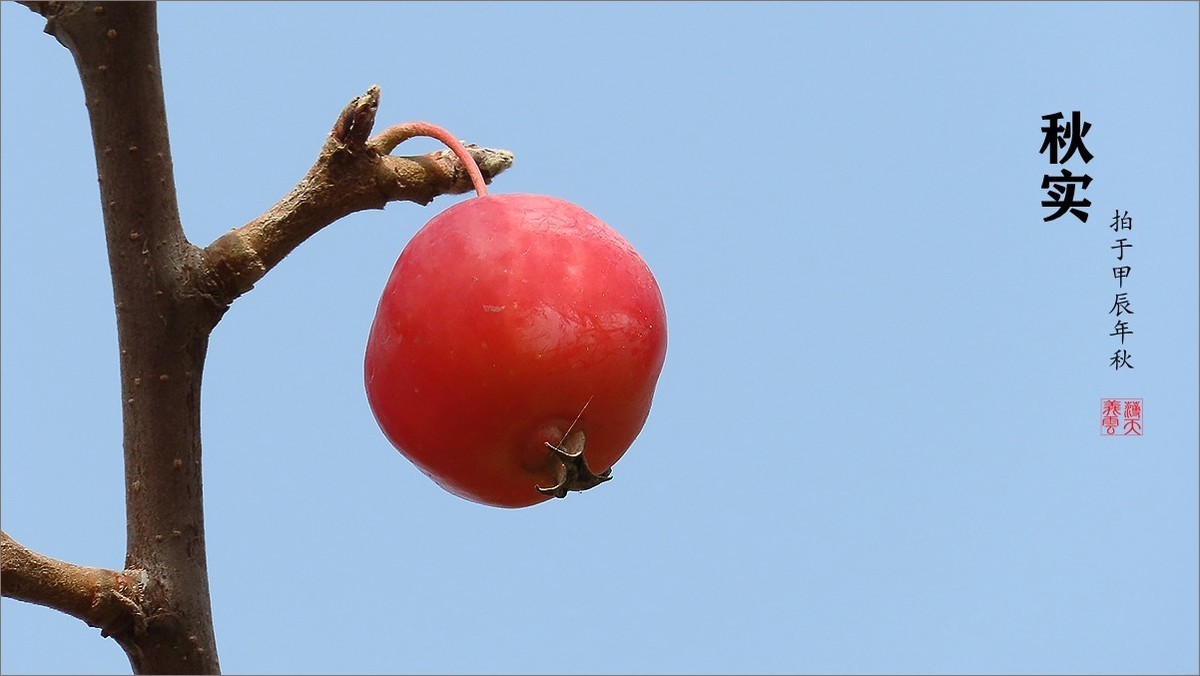 秋的浪漫秋色，秋实