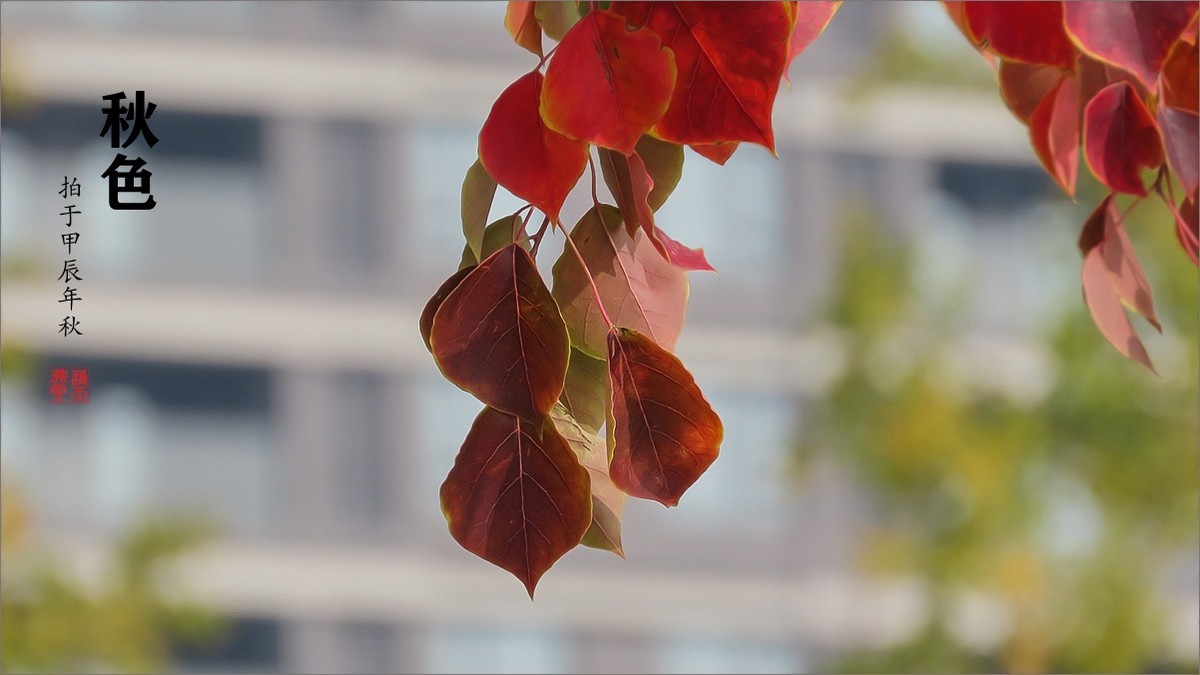 秋的浪漫秋色，秋实