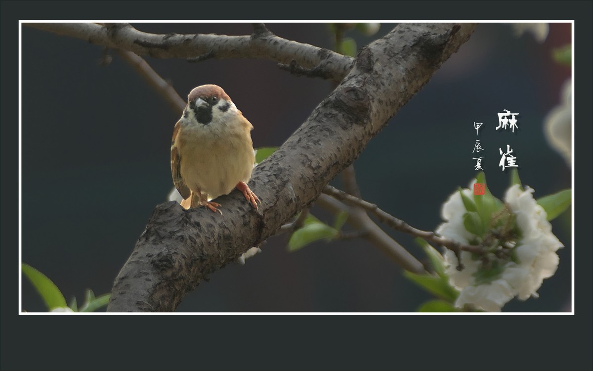 小小麻雀闹花枝