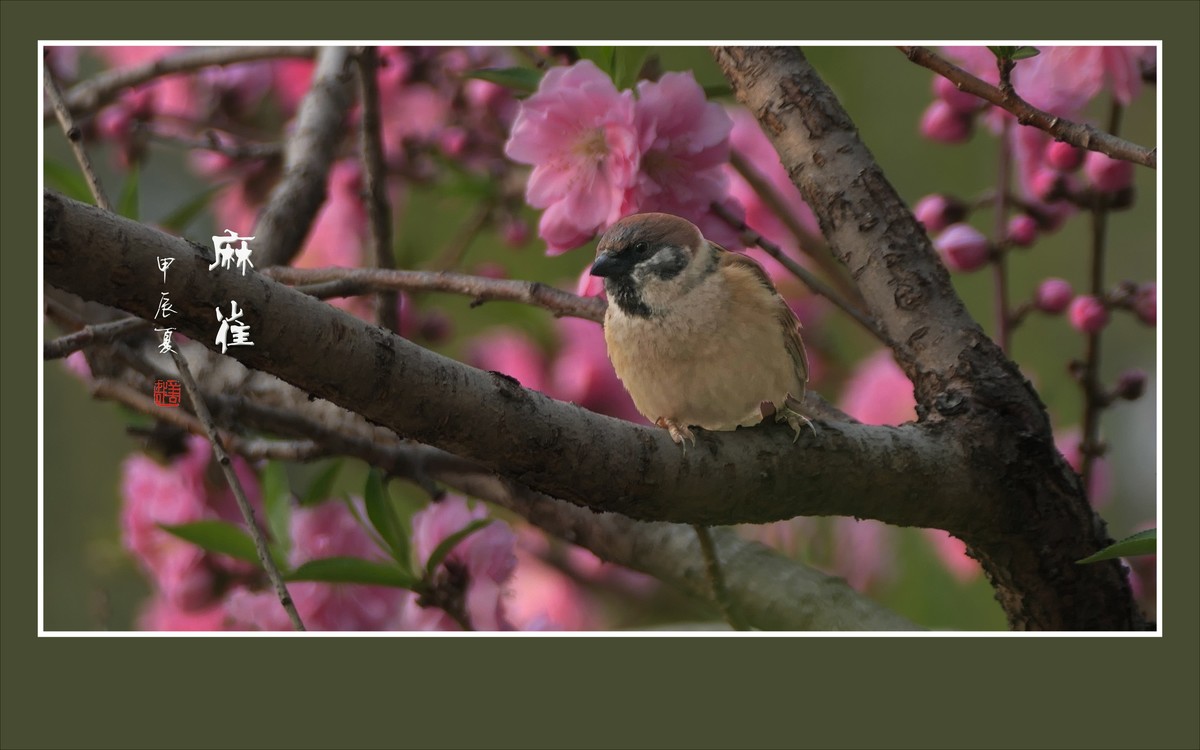 小小麻雀闹花枝