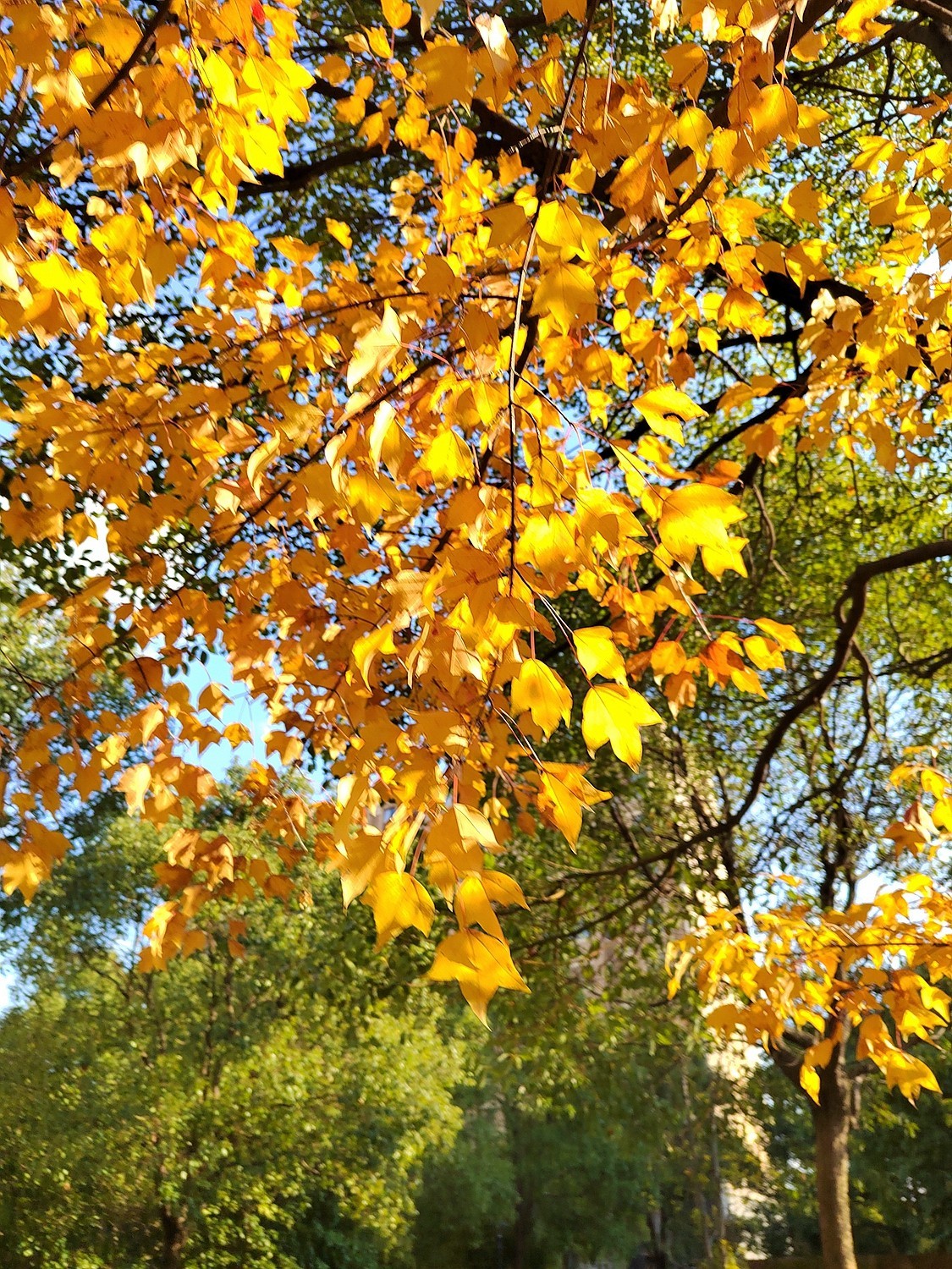 深秋之际：叶黄枫红，习拍咏颂