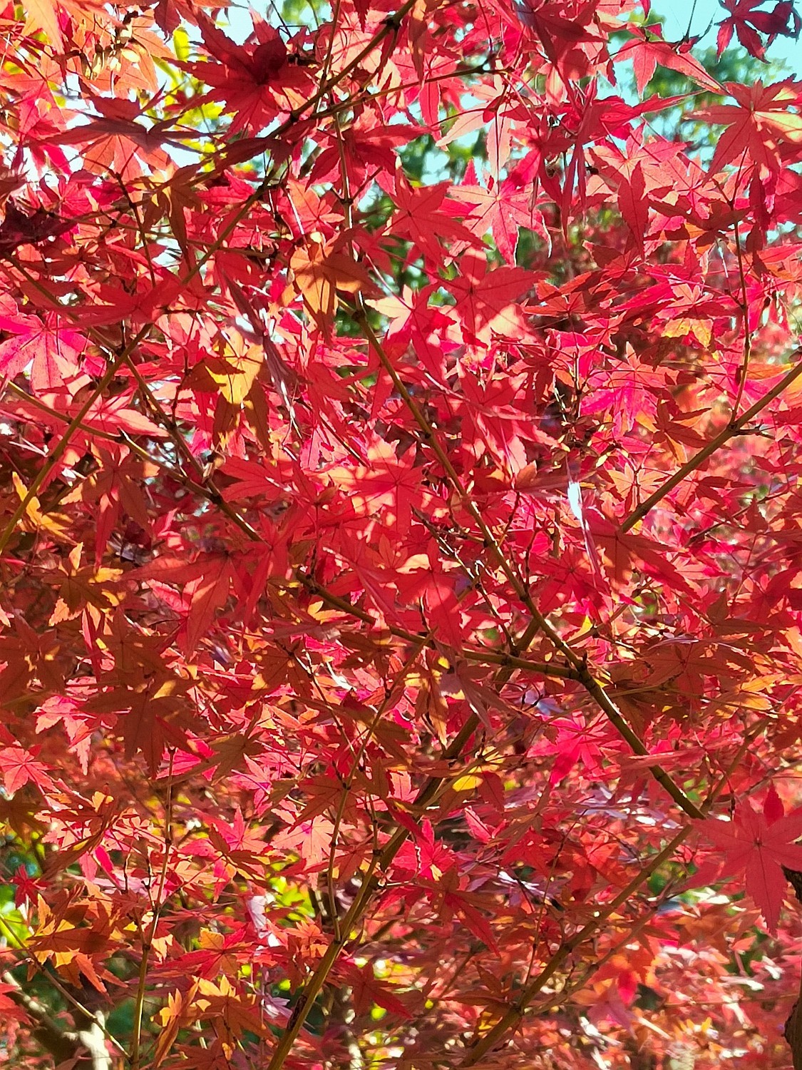 深秋之际：叶黄枫红，习拍咏颂