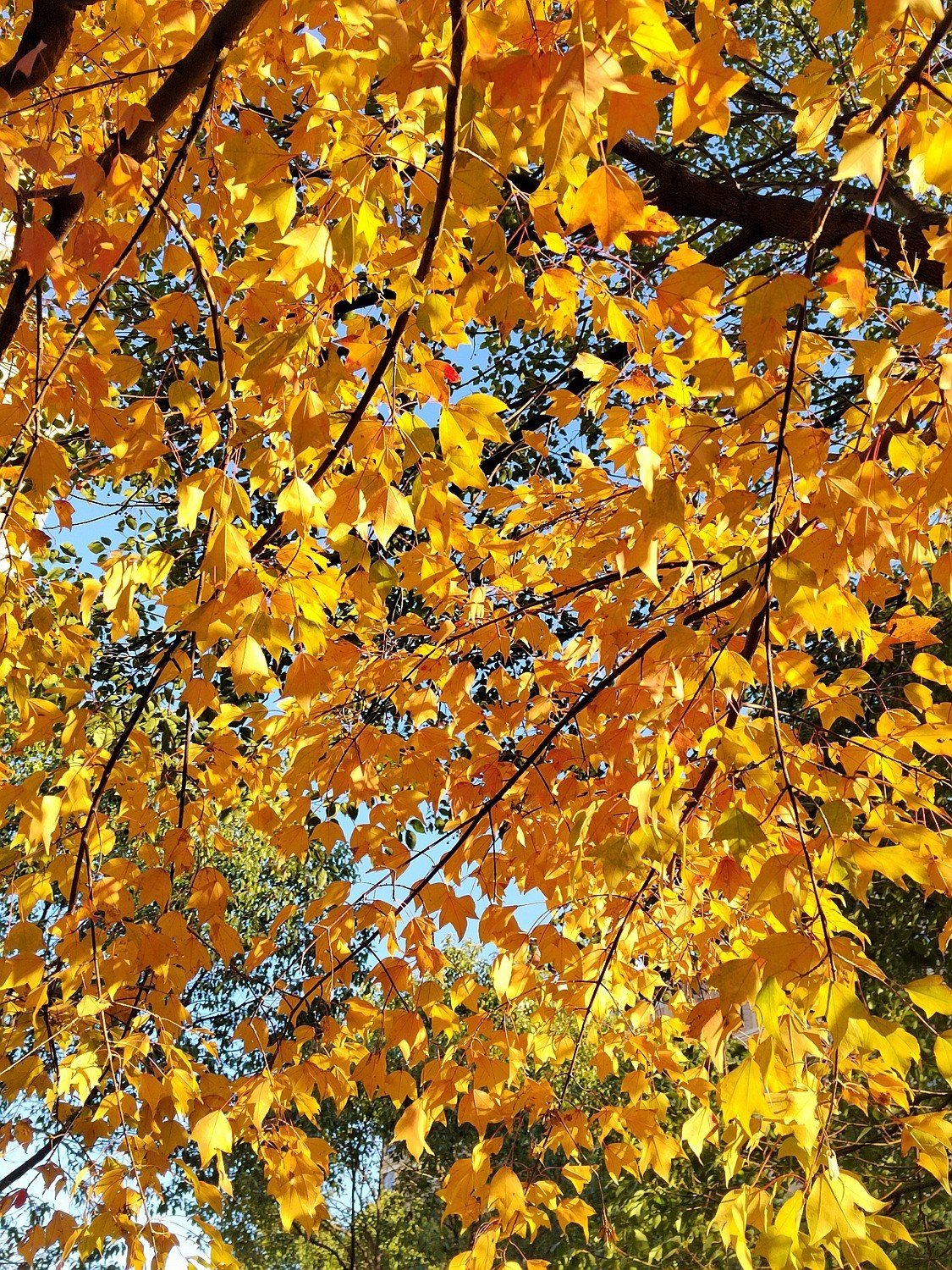 深秋之际：叶黄枫红，习拍咏颂