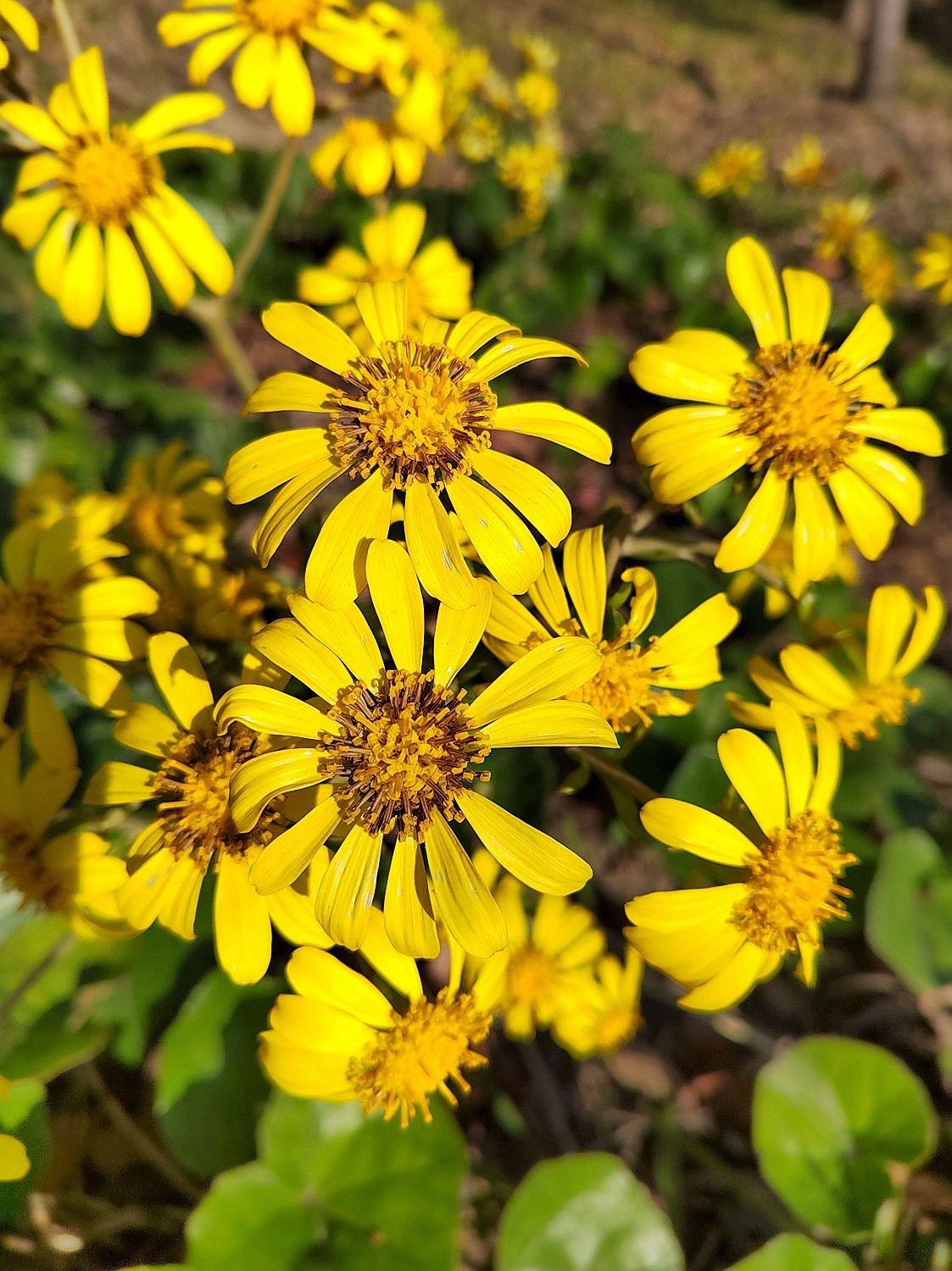 深秋之际：叶黄枫红，习拍咏颂