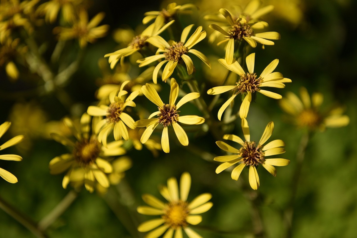 深秋之际：叶黄枫红，习拍咏颂