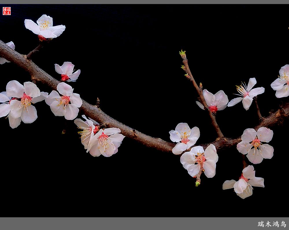 【2022之花季】13.妩媚的杏花拥抱春天的畅想