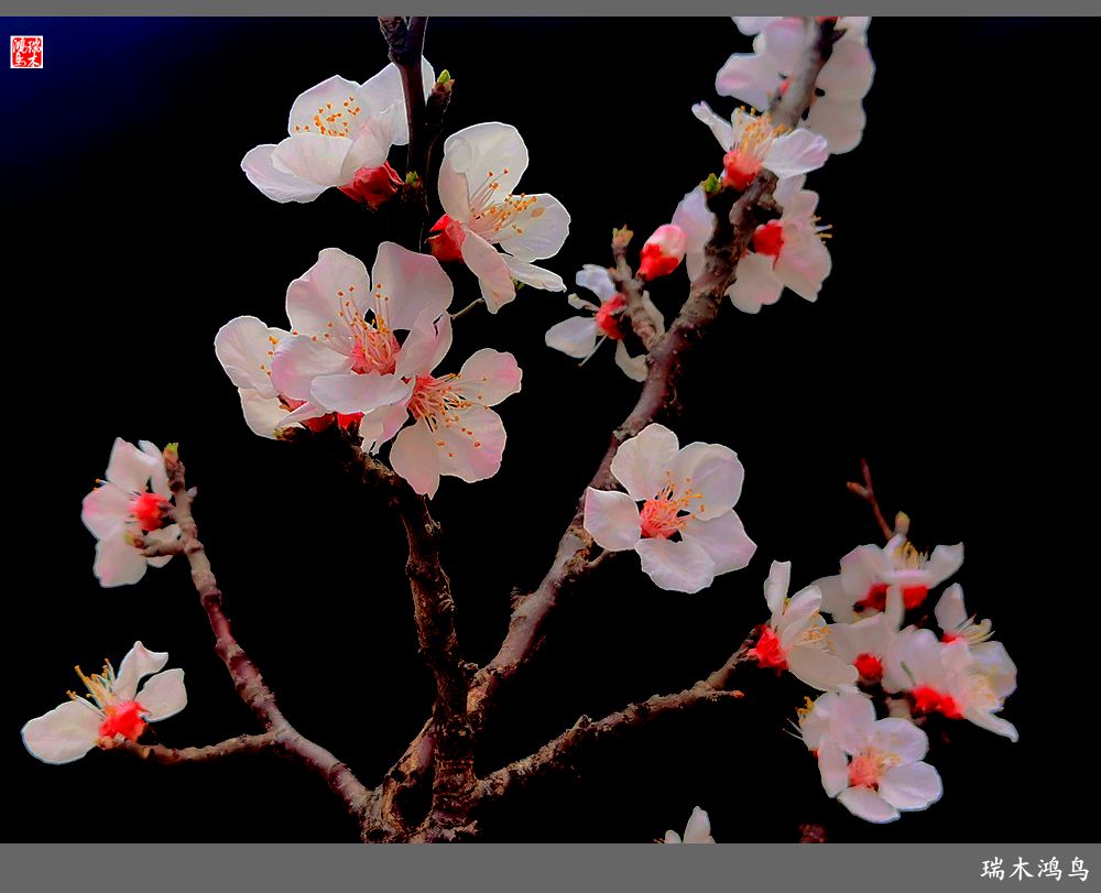 【2022之花季】13.妩媚的杏花拥抱春天的畅想