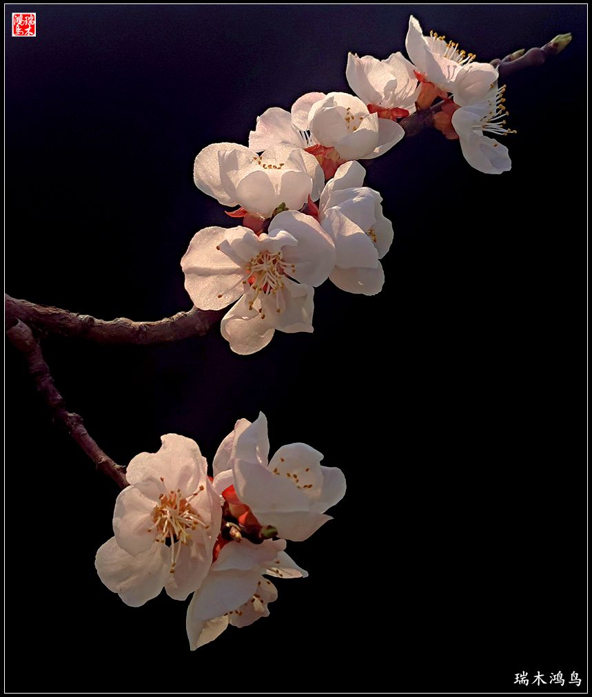 【2022之花季】13.妩媚的杏花拥抱春天的畅想