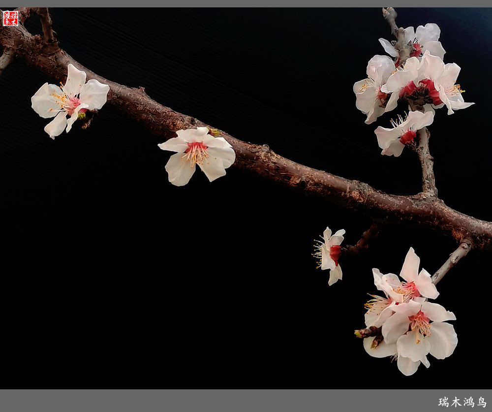 【2022之花季】13.妩媚的杏花拥抱春天的畅想