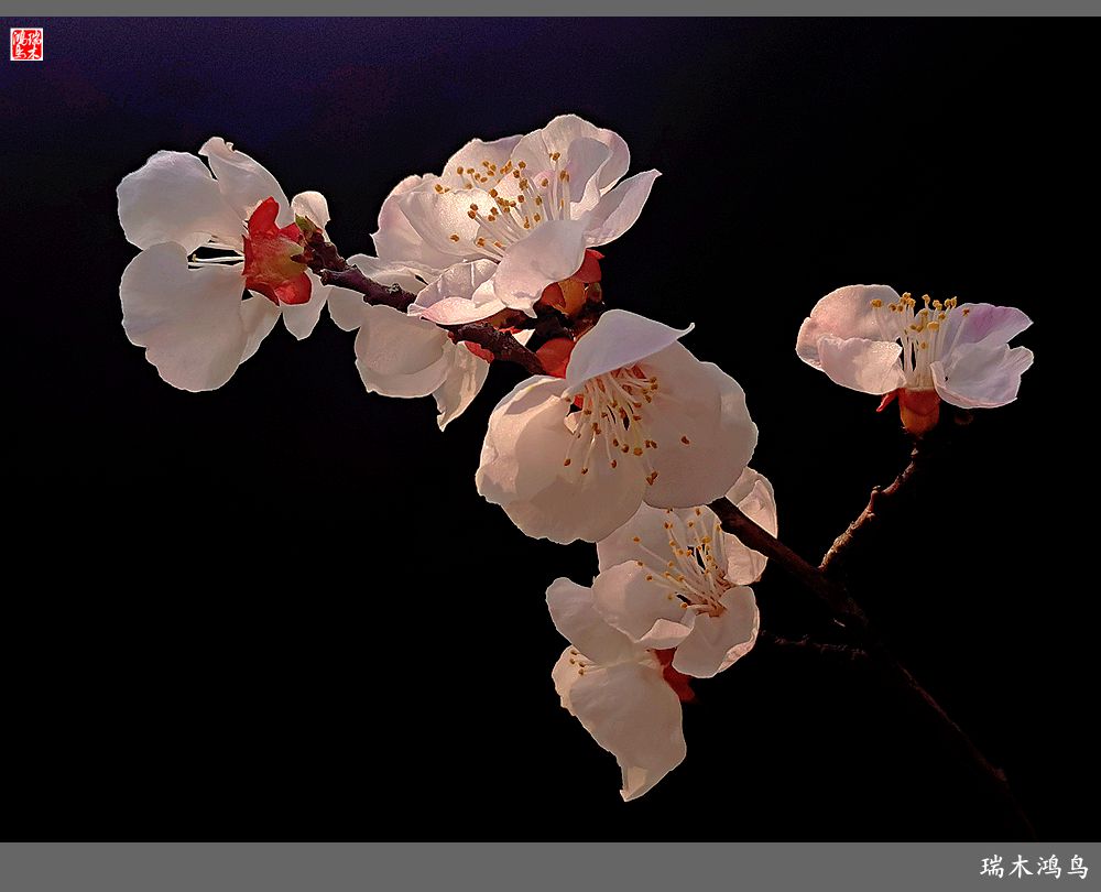 【2022之花季】13.妩媚的杏花拥抱春天的畅想