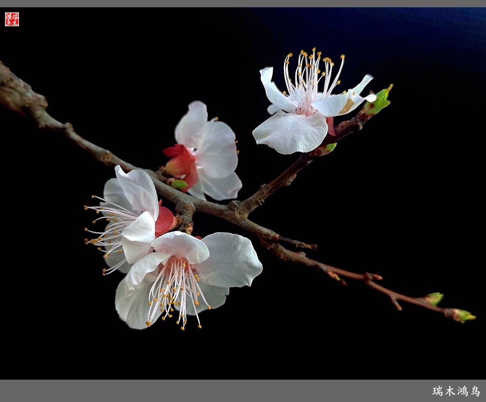 【2022之花季】13.妩媚的杏花拥抱春天的畅想