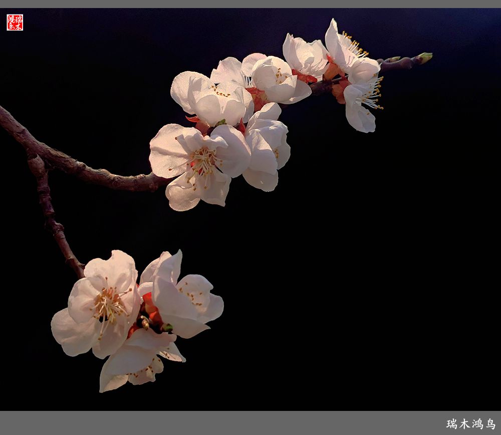 【2022之花季】13.妩媚的杏花拥抱春天的畅想