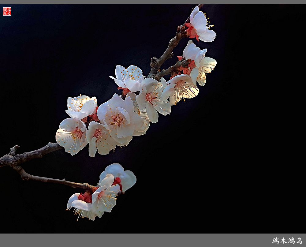 【2022之花季】13.妩媚的杏花拥抱春天的畅想