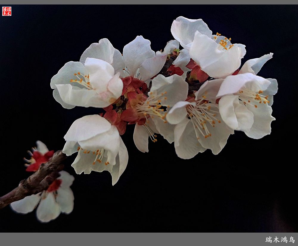 【2022之花季】13.妩媚的杏花拥抱春天的畅想