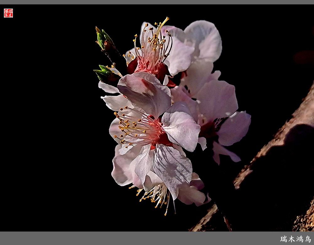 【2022之花季】13.妩媚的杏花拥抱春天的畅想