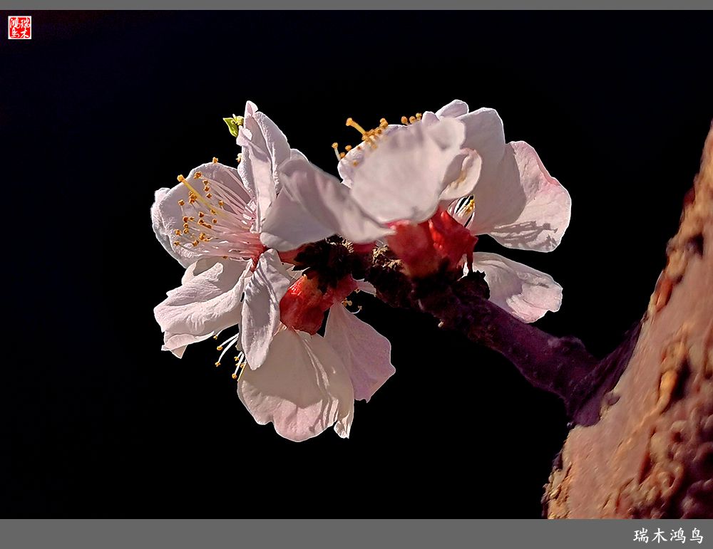 【2022之花季】13.妩媚的杏花拥抱春天的畅想