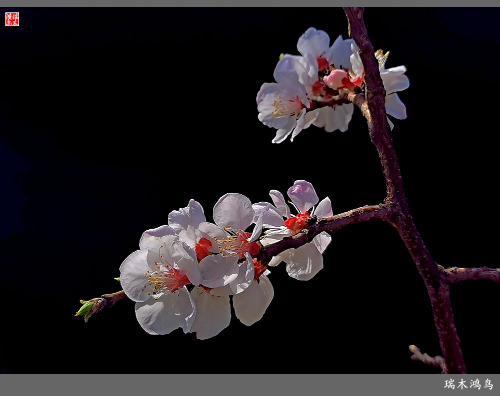 【2022之花季】13.妩媚的杏花拥抱春天的畅想