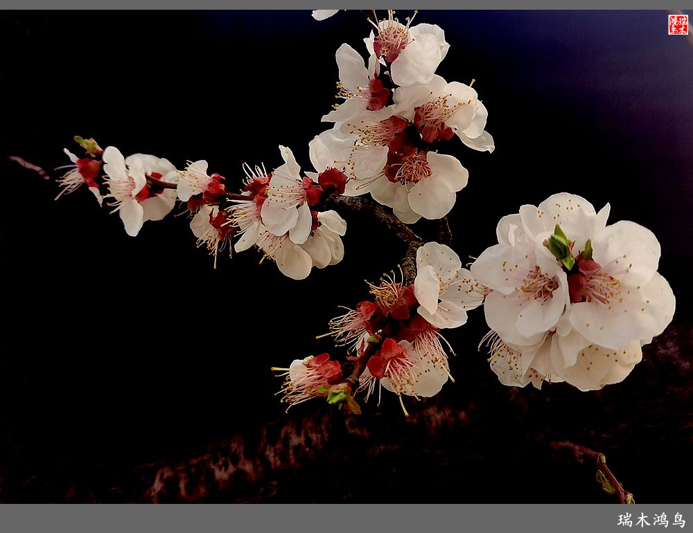 【2022之花季】13.妩媚的杏花拥抱春天的畅想