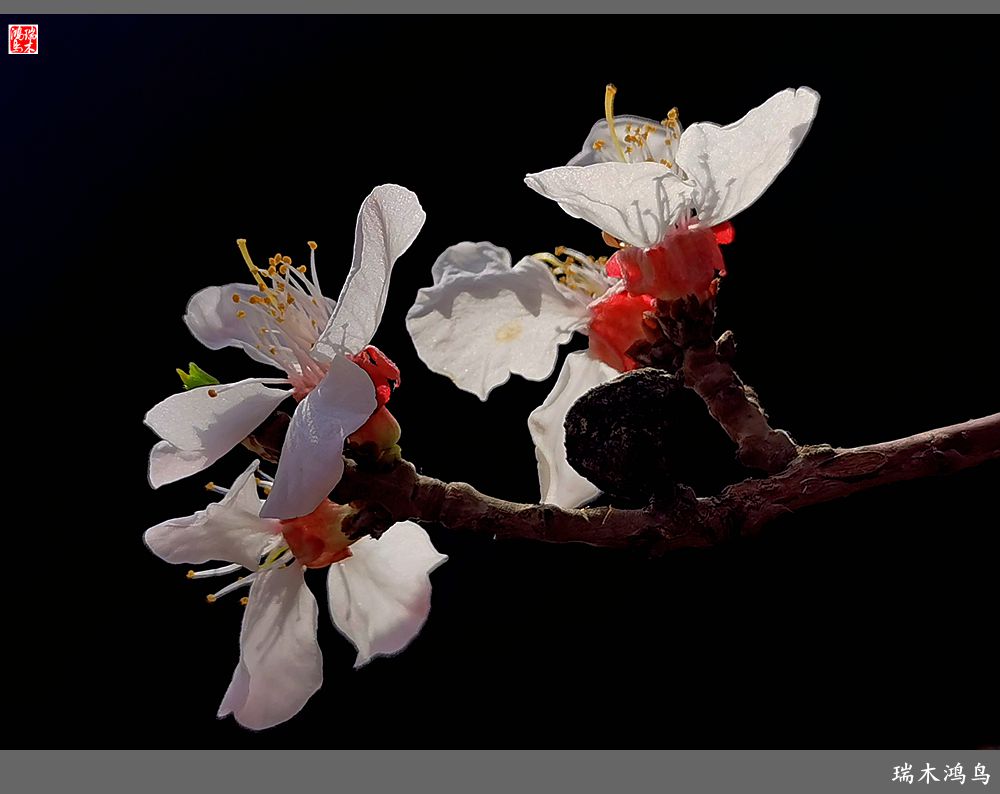 【2022之花季】13.妩媚的杏花拥抱春天的畅想