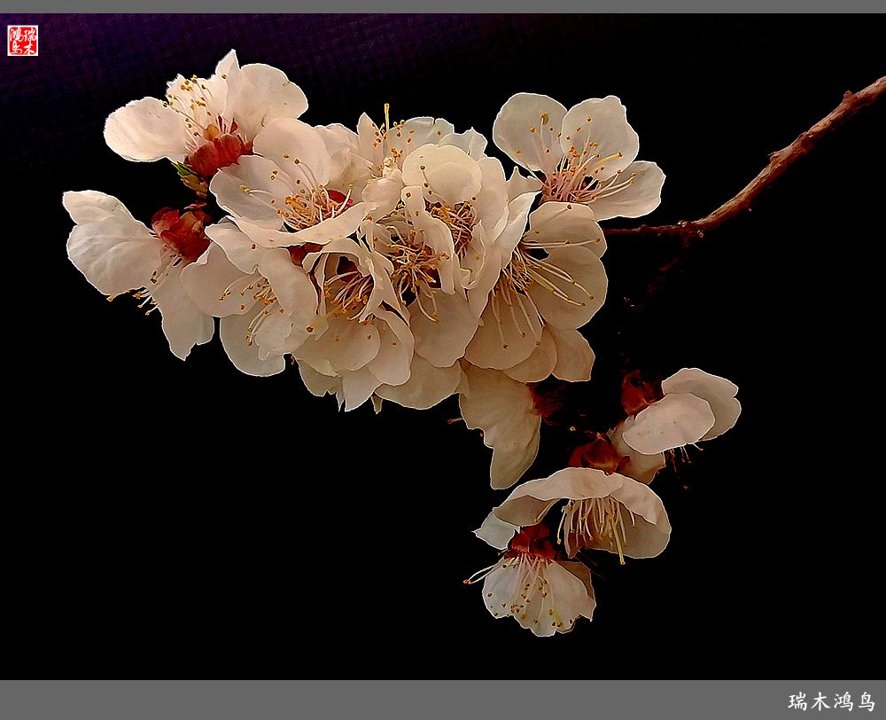 【2022之花季】13.妩媚的杏花拥抱春天的畅想