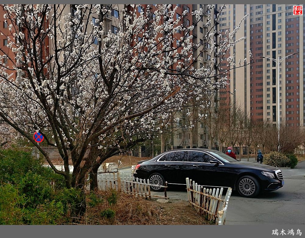 【2022之花季】13.妩媚的杏花拥抱春天的畅想