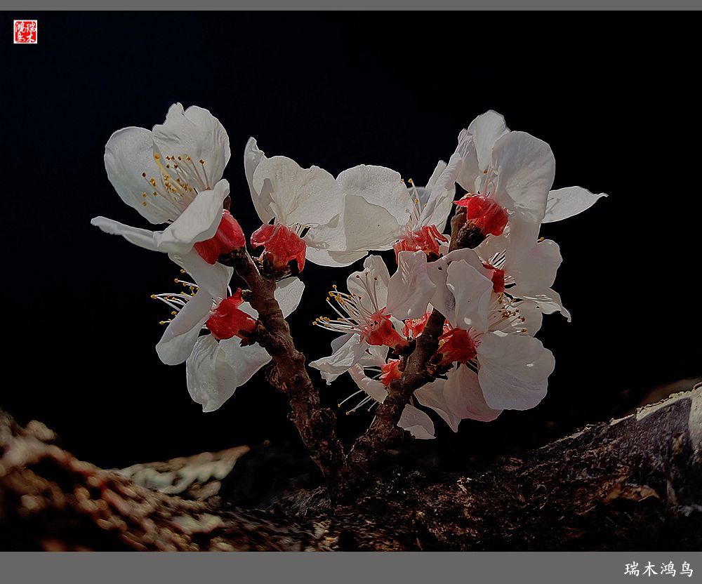 【2022之花季】13.妩媚的杏花拥抱春天的畅想