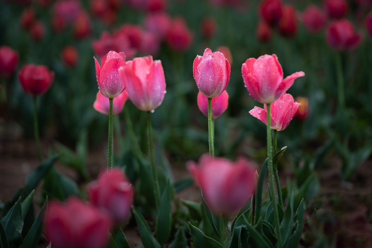 晶莹剔透，滋润娇艳的雨后郁金香