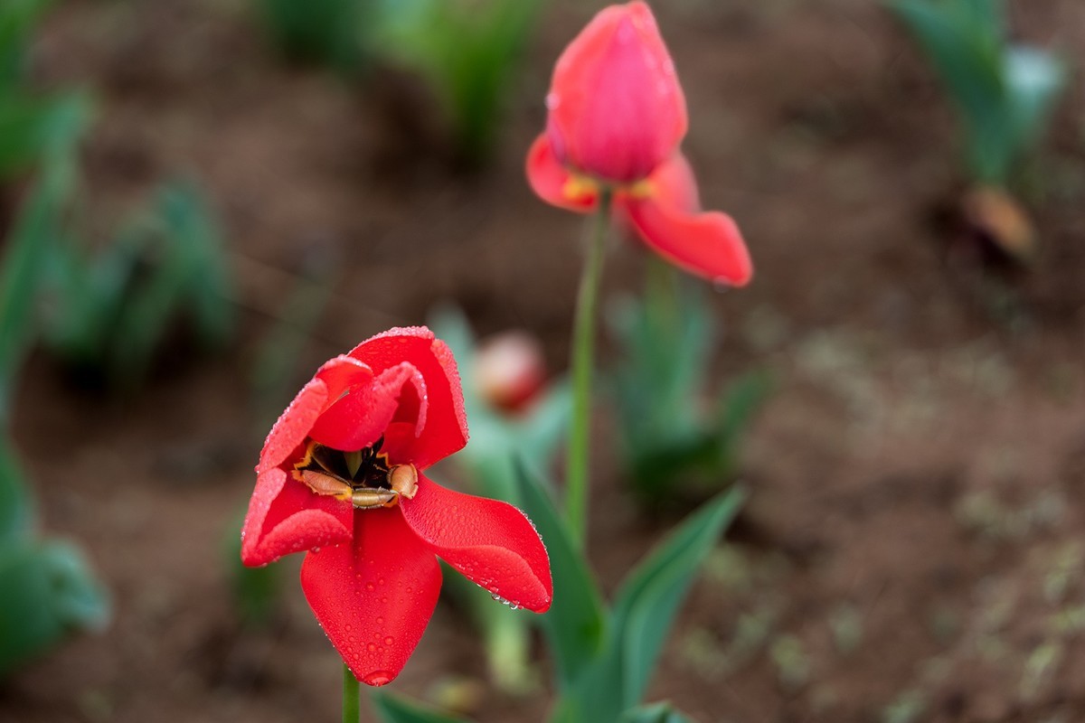 晶莹剔透，滋润娇艳的雨后郁金香
