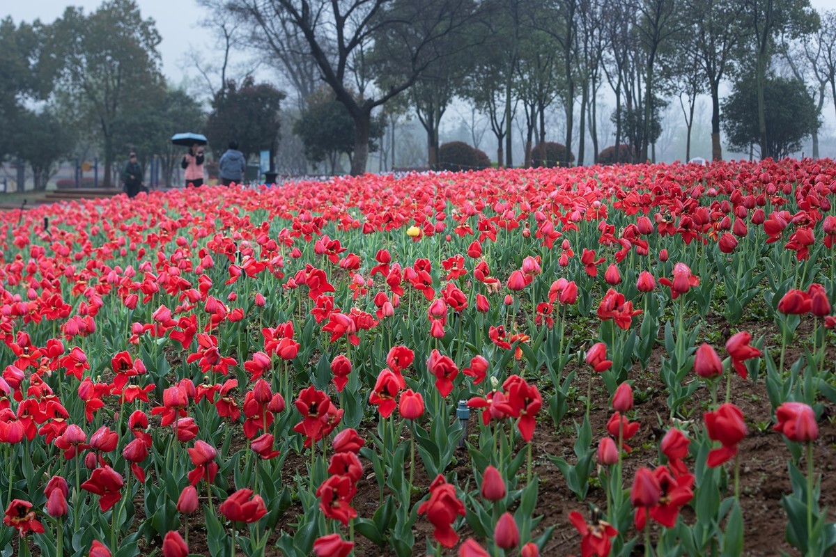晶莹剔透，滋润娇艳的雨后郁金香