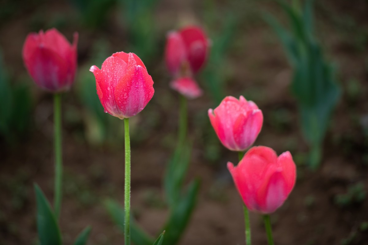 晶莹剔透，滋润娇艳的雨后郁金香