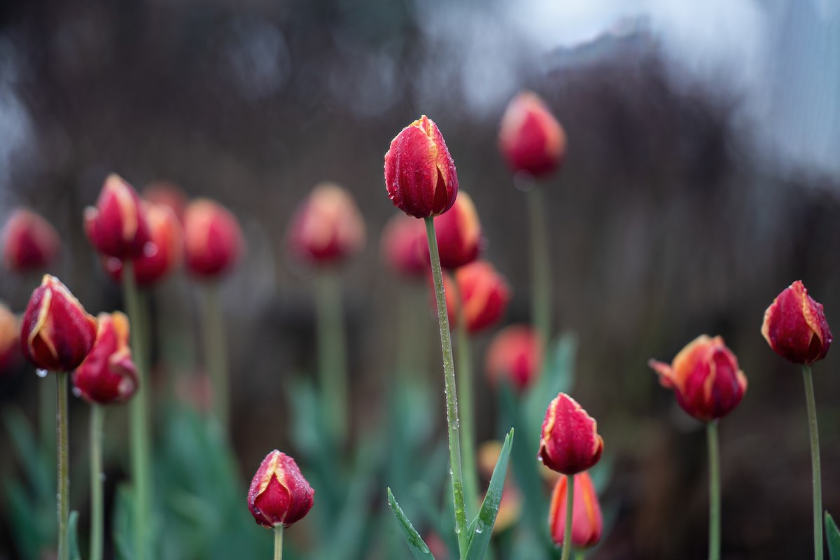 晶莹剔透，滋润娇艳的雨后郁金香