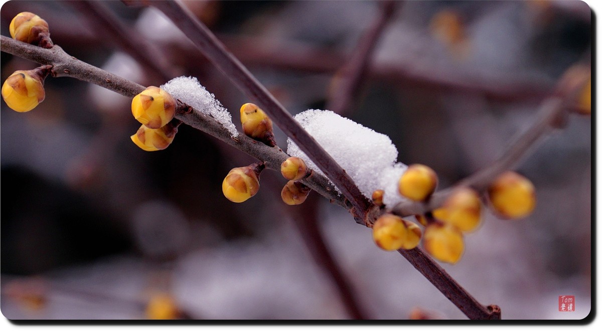 腊梅傲雪（18图）