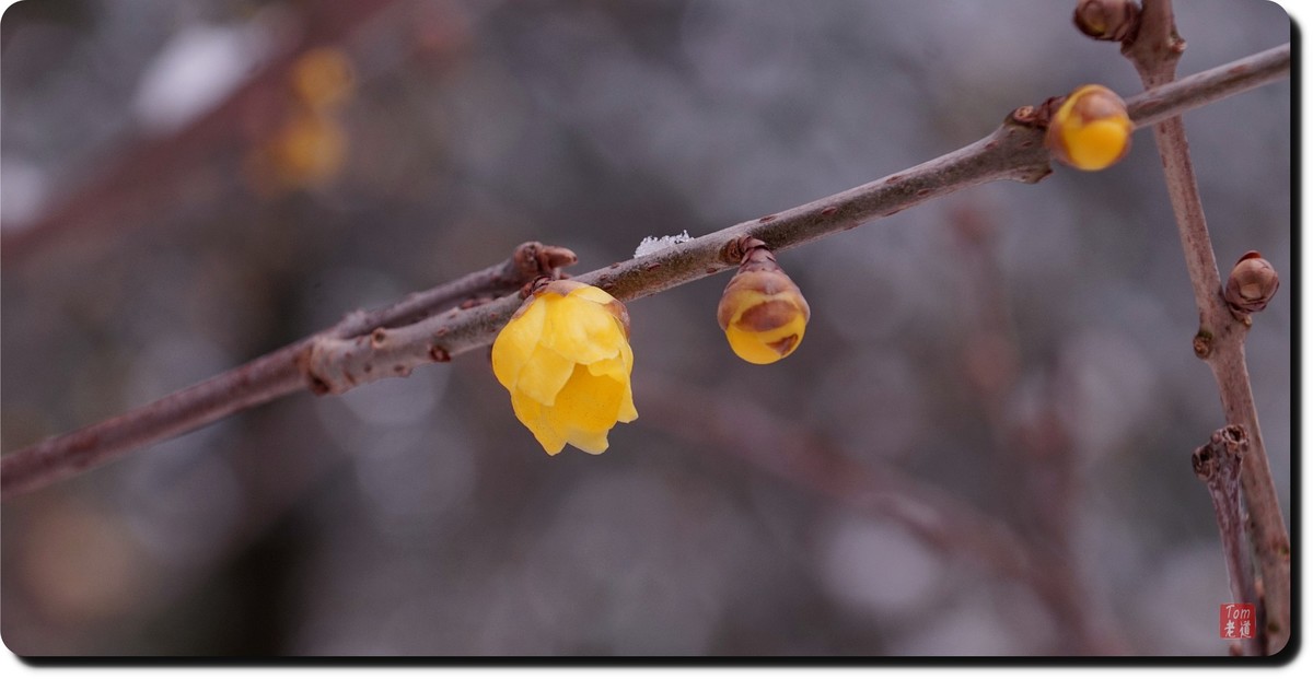 腊梅傲雪（18图）