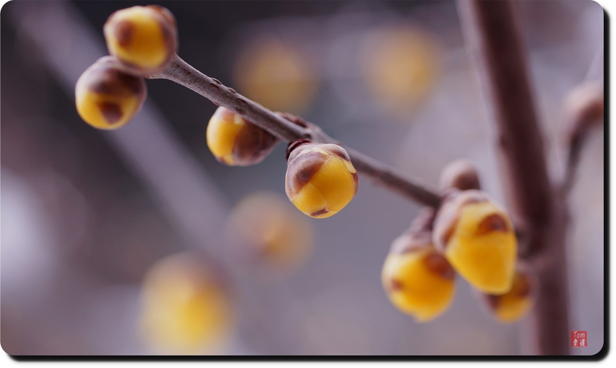 腊梅傲雪（18图）