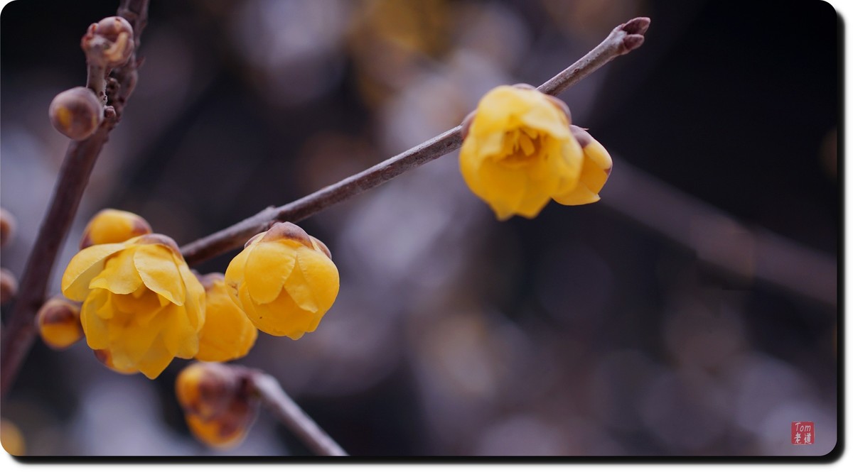 腊梅傲雪（18图）