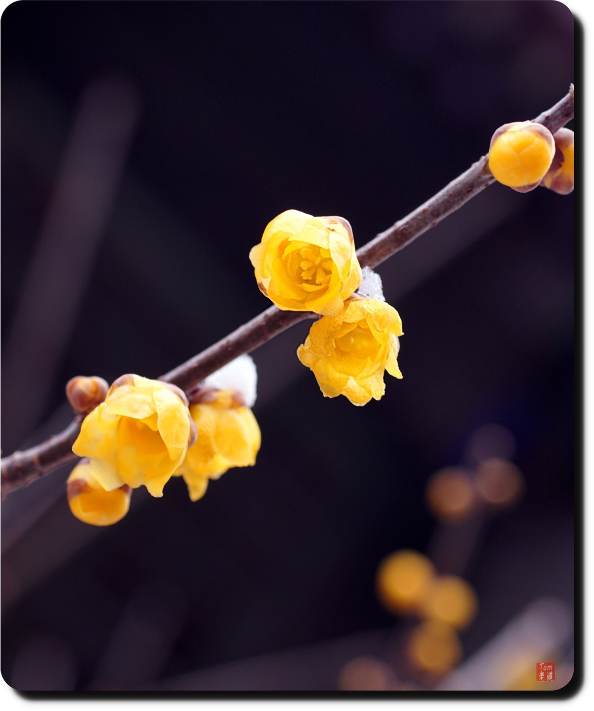 腊梅傲雪（18图）