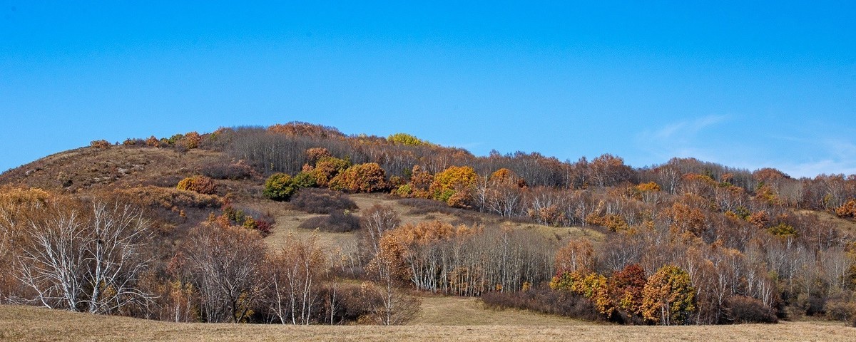 树树皆秋色，山山唯落晖。