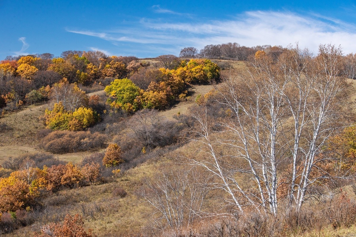 树树皆秋色，山山唯落晖。