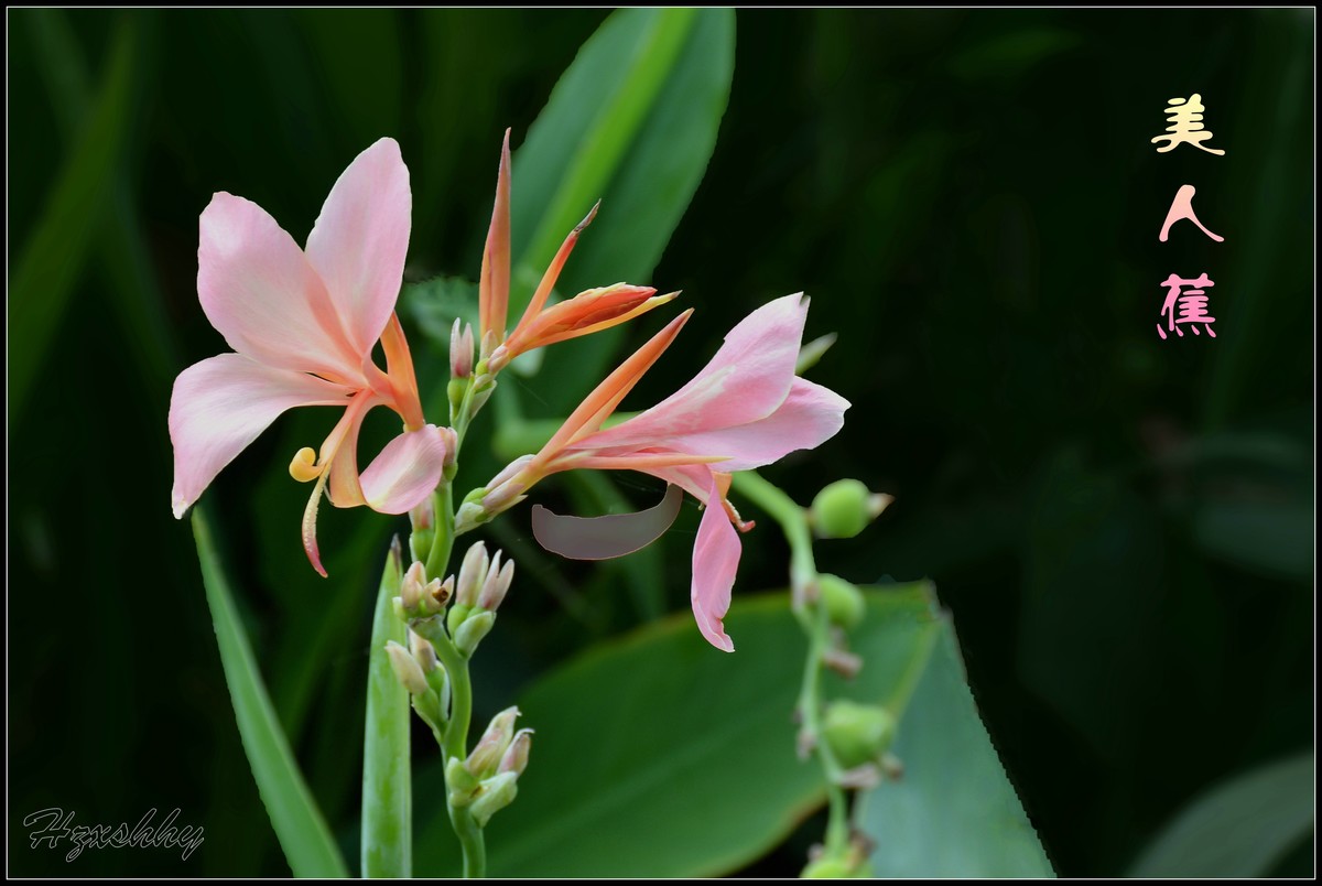 荷塘边的美人蕉（2024297）