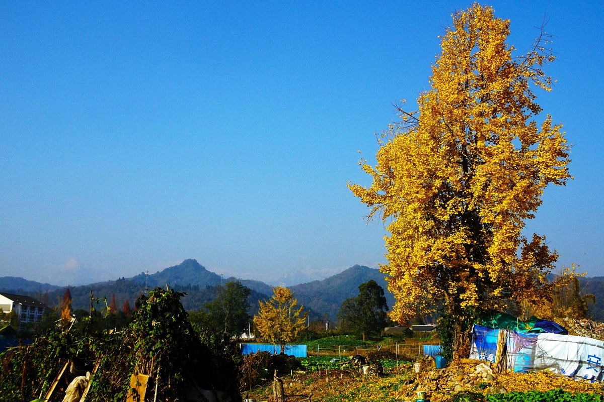 雪山下的山村田野