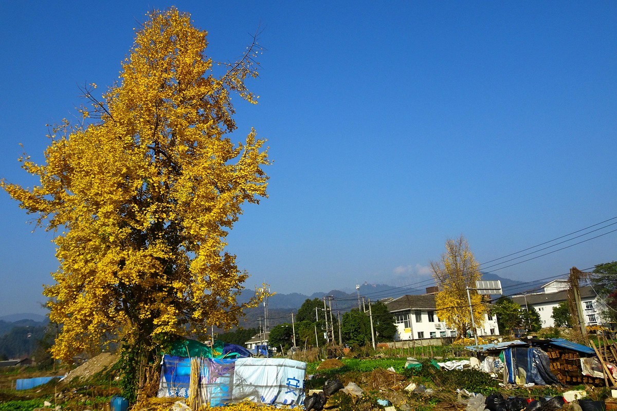 雪山下的山村田野