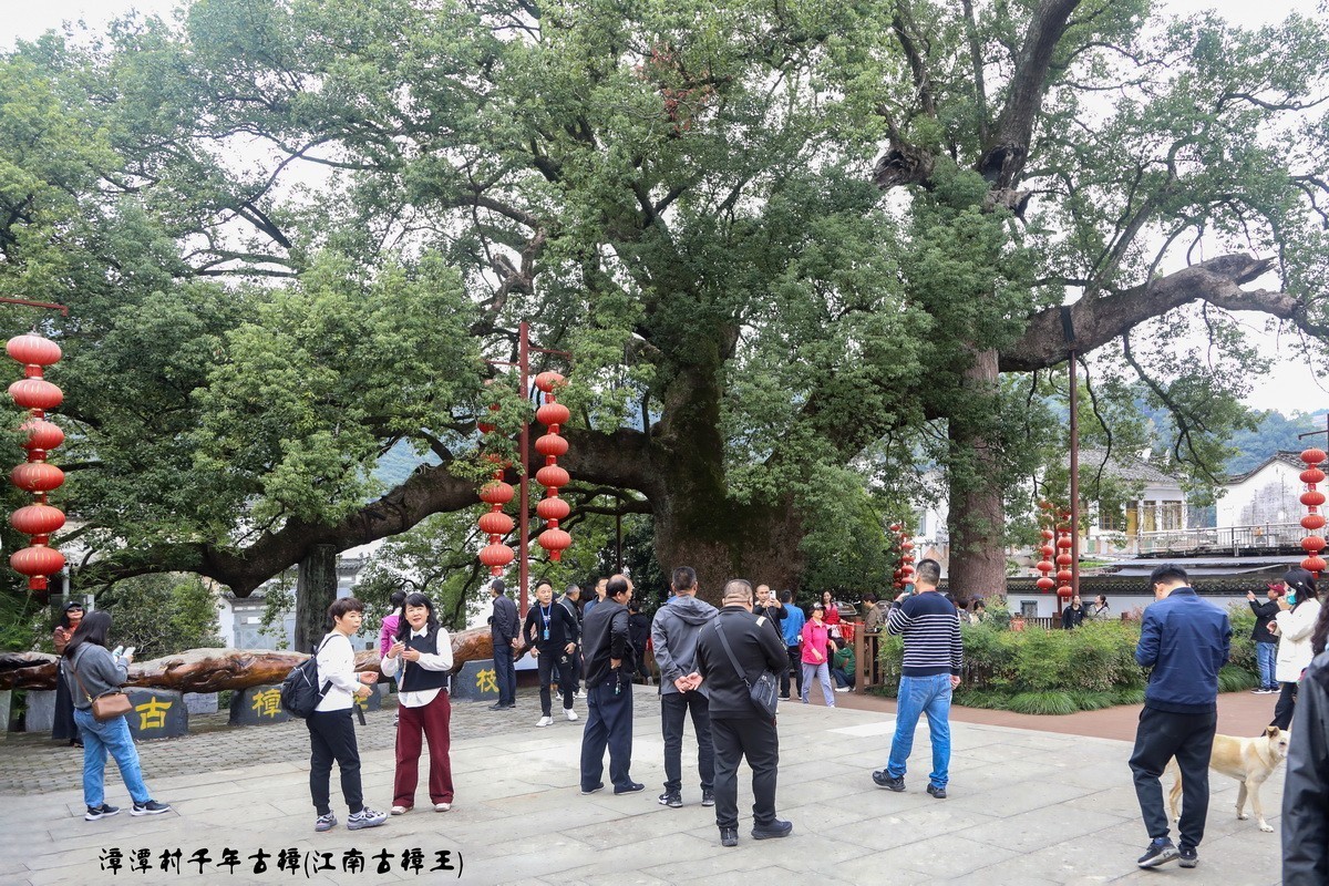 新安江山水画廊5漳谭千年古樟树