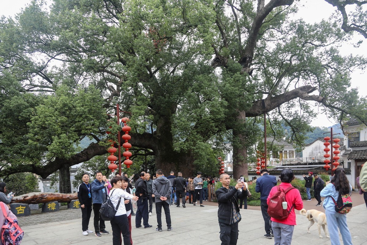 新安江山水画廊5漳谭千年古樟树