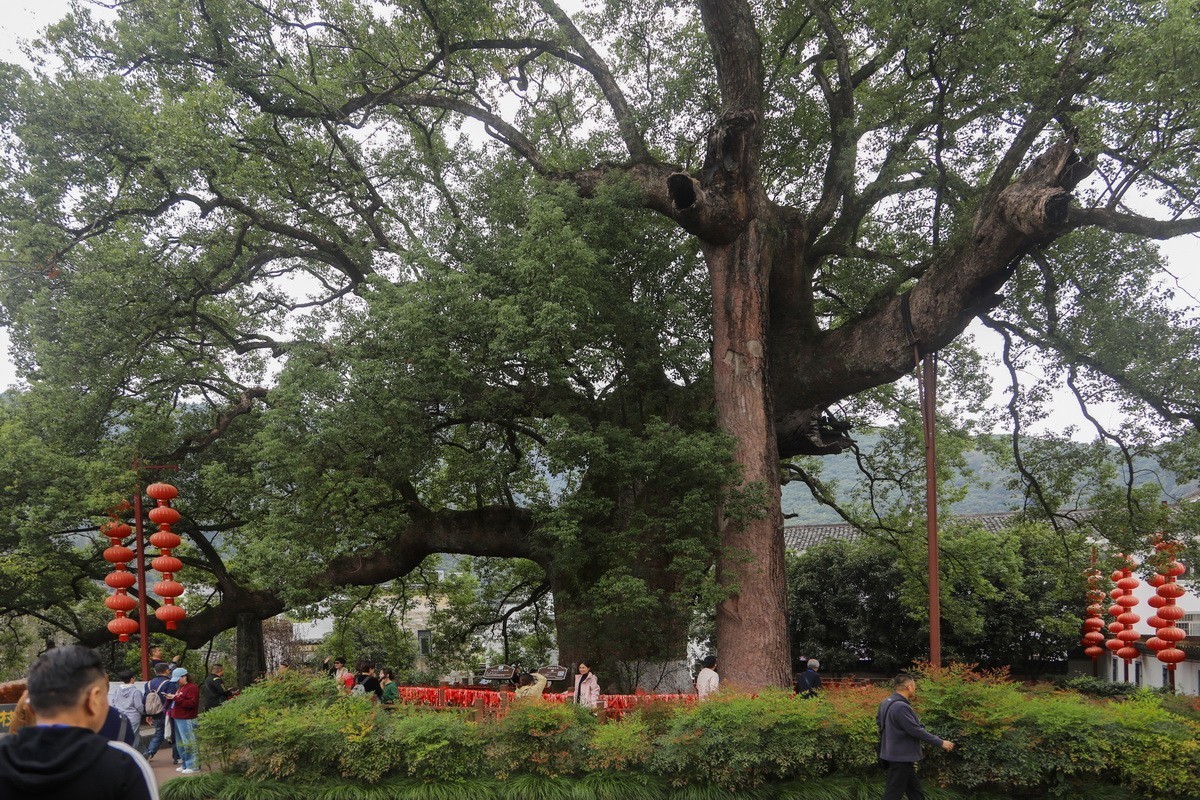 新安江山水画廊5漳谭千年古樟树