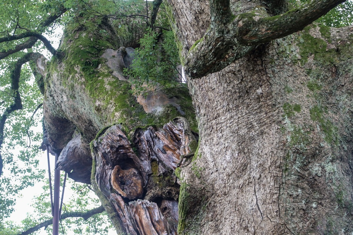 新安江山水画廊5漳谭千年古樟树