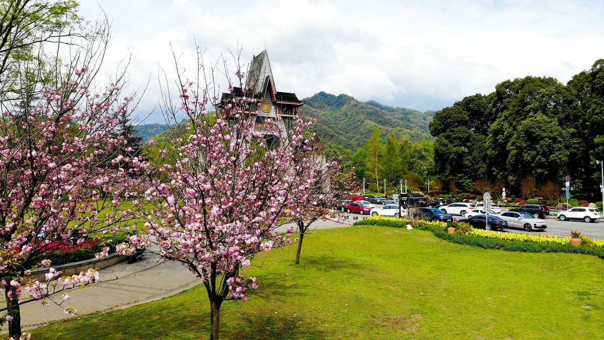 【航拍】樱花盛开的青城山