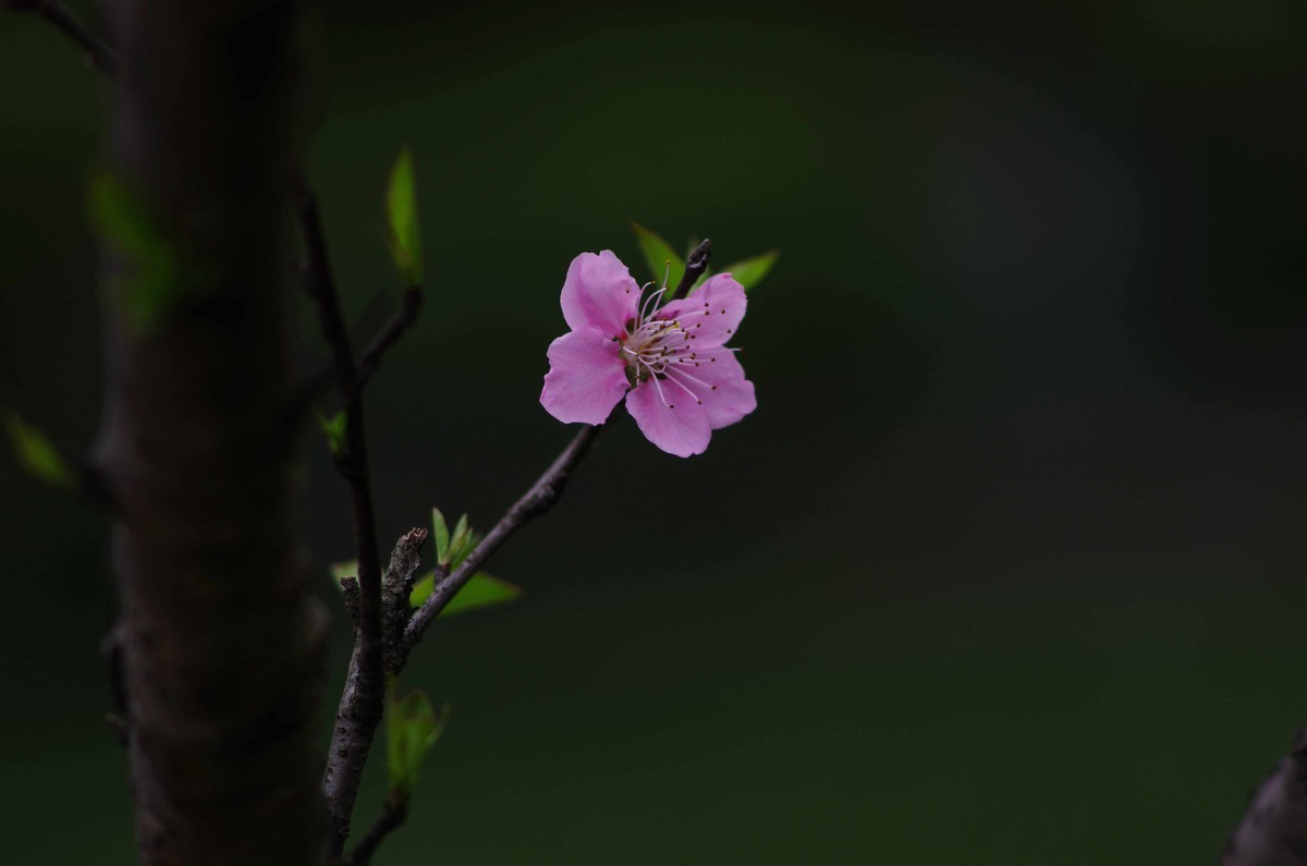 桃花