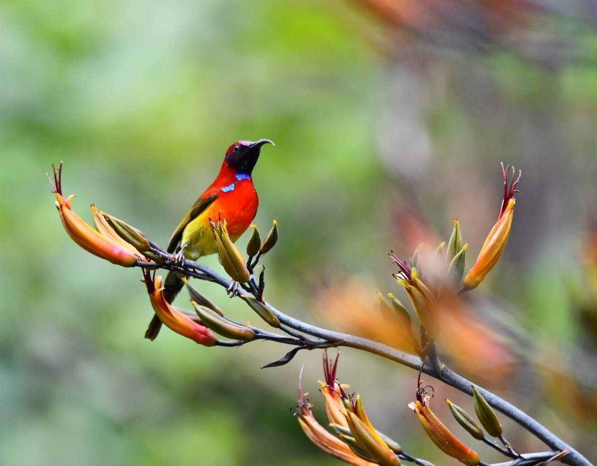 欢快的  蓝喉太阳鸟