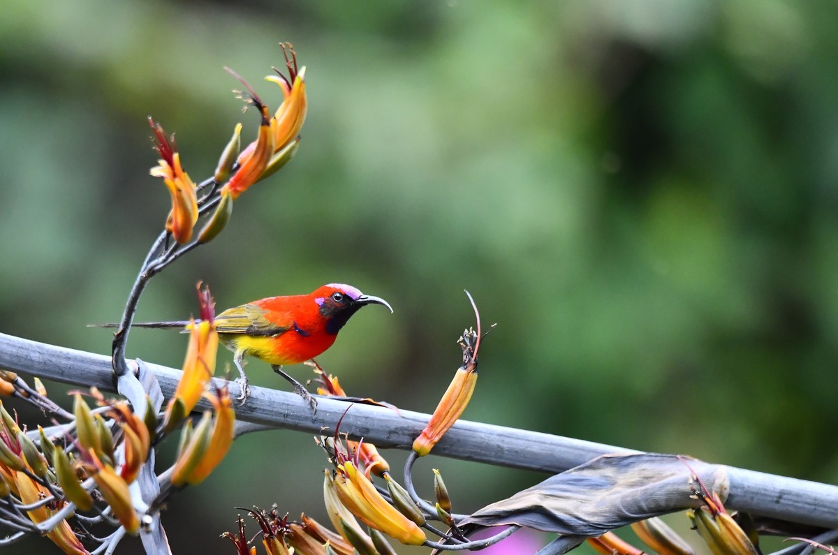 欢快的  蓝喉太阳鸟